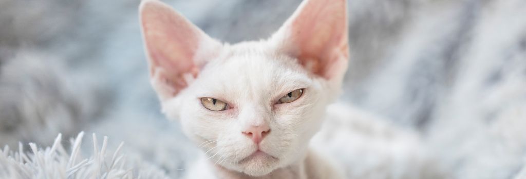 Devon Rex Cat Breed, GeniusVets