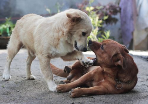 Two dogs playing and meeting each other behavior.