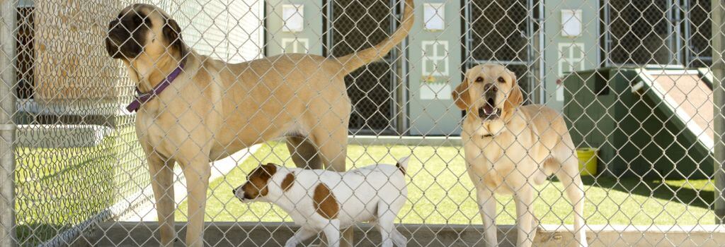 Mastiff, labrador, and jack russel terrier at boarding facility.