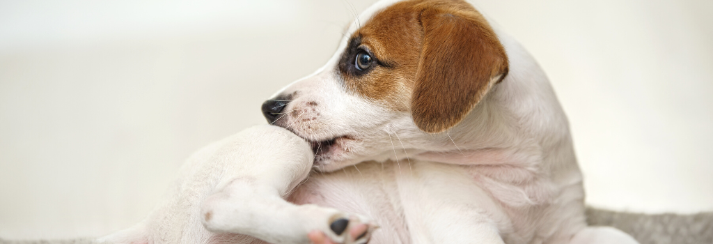 Itchy puppy biting its leg