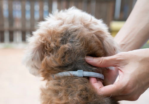 Dog wearing flea collar