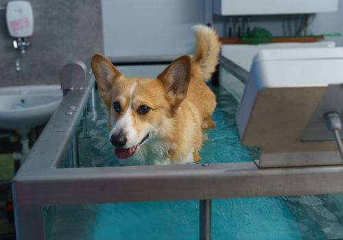 Corgi in water therapy rehab for dogs.