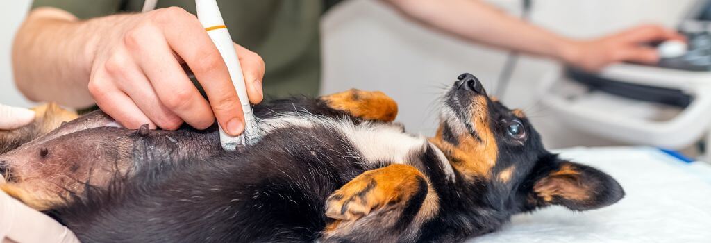 Pregnant dog getting ultrasound at veterinary clinic.