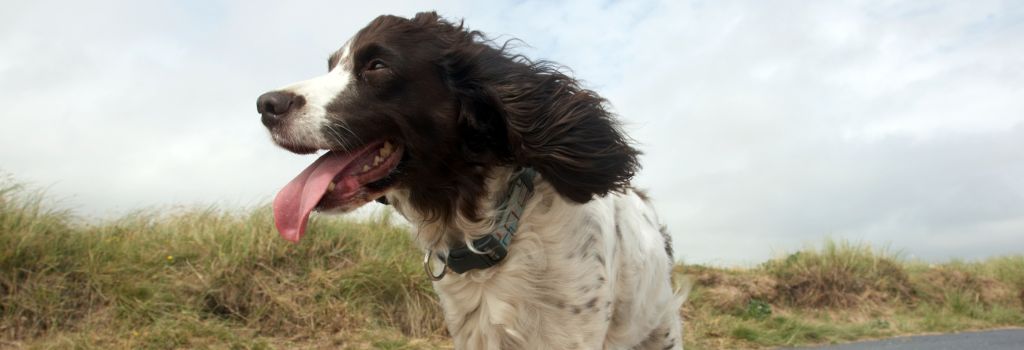 English Springer Spaniel, GeniusVet Breeds 2