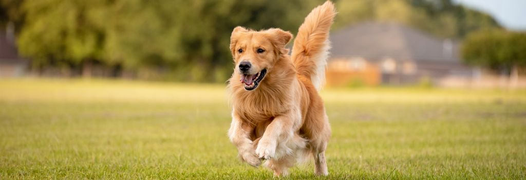 Golden Retriever, GeniusVets Breeds 1