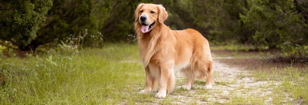 Golden Retriever, GeniusVets Breeds 2
