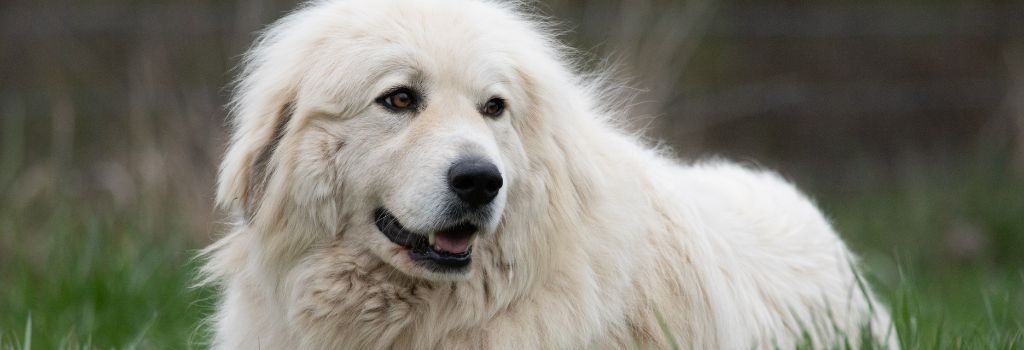 Great Pyrenees, GeniusVets Breeds 1