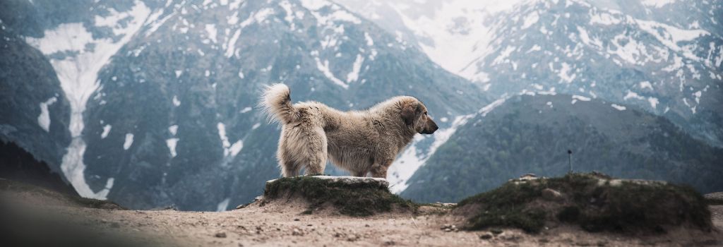 Great Pyrenees, GeniusVets Breeds 2