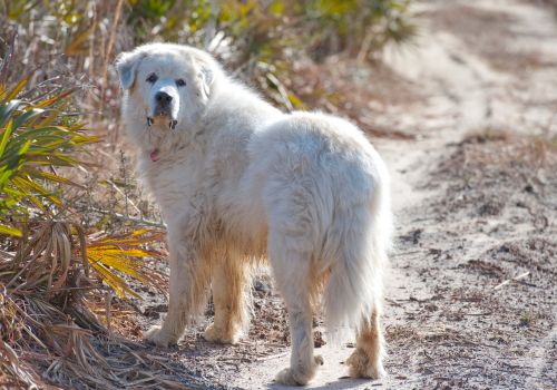 Great Pyrenees, Geniusvets 3.