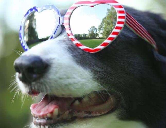 July 4th Hazards for Dogs and Cats – Keep Your Pets Safe This Independence Day