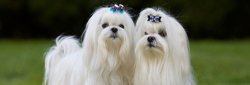 Maltese, GeniusVets Breeds 2