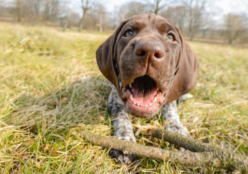 Pointer, Geniusvets 3.