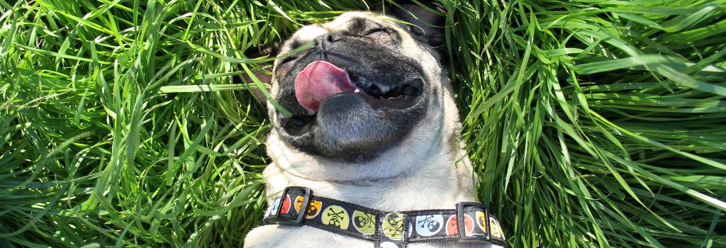 Pug, GeniusVets Breeds 1