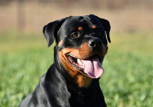 Rottweiler, Geniusvets 3.