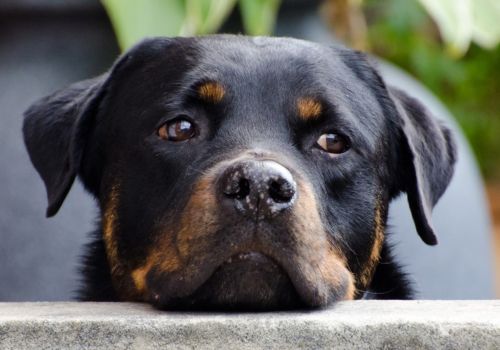 Rottweiler, Geniusvets 4.