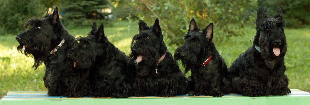 Scottish Terrier, GeniusVets Breeds 2