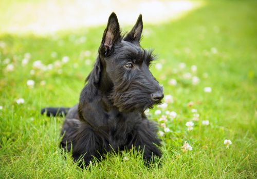 Scottish Terrier, Geniusvets 3.