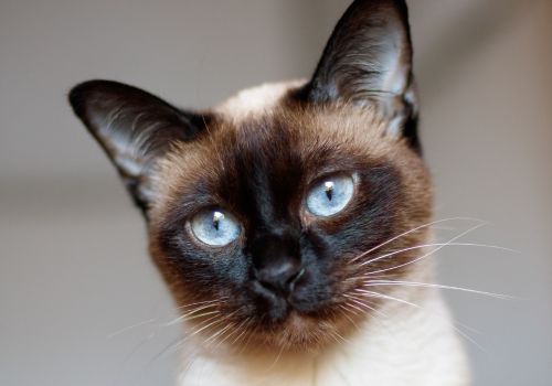 Siamese Cat Breed, Geniusvets.