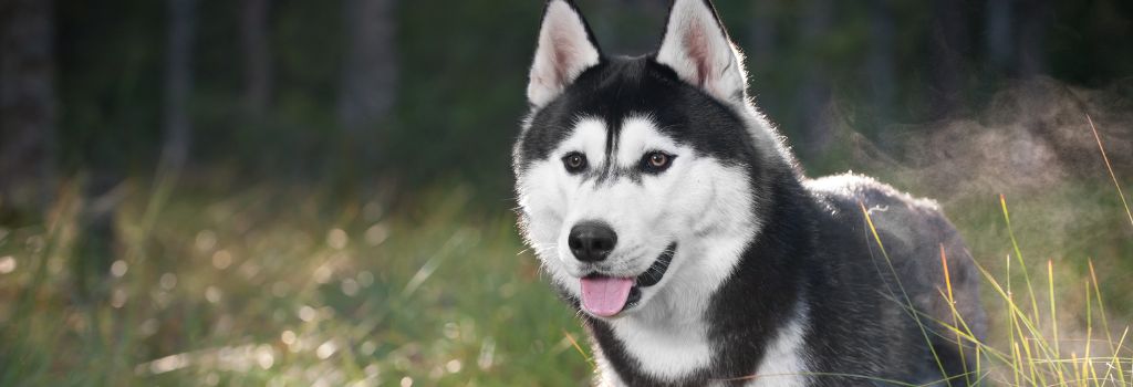 Siberian Husky, GeniusVets Breeds 2