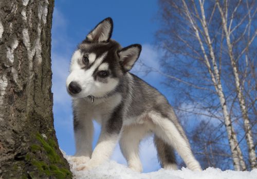 Siberian Husky, Geniusvets 3.