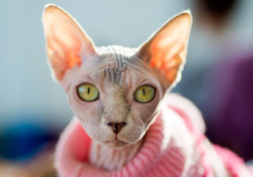 Spynx Cat Breed, Geniusvets.