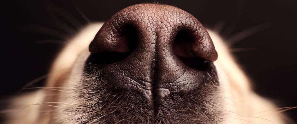 Close up of Labrador nose.