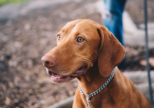 Vizsla, Geniusvets 3.