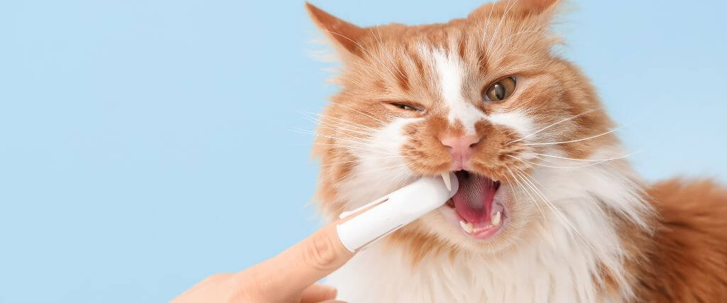 Owner brushing cat's teeth using a finger pet tooth brush