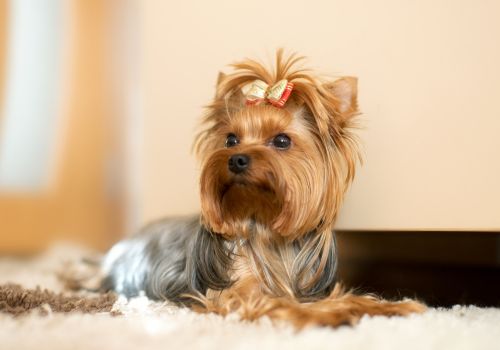 Yorkshire Terrier, Geniusvets 4.