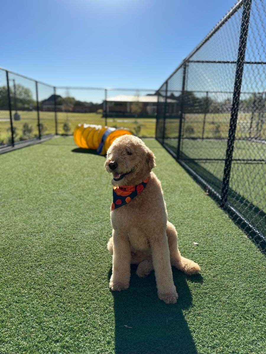 Dog in boarding yard