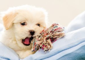 puppy with toy 