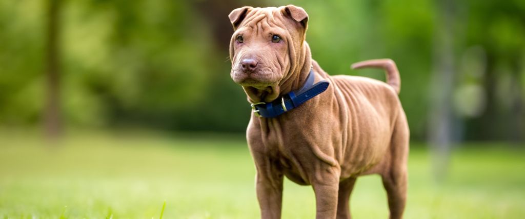 Chinese Shar-Peis