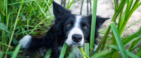 Border Collie in grass, GeniusVets breed library