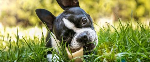 Boston Terrier chewing on bone, GeniusVets breed library