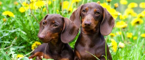 Dachshund Breed Guide | Characteristics & Care Information